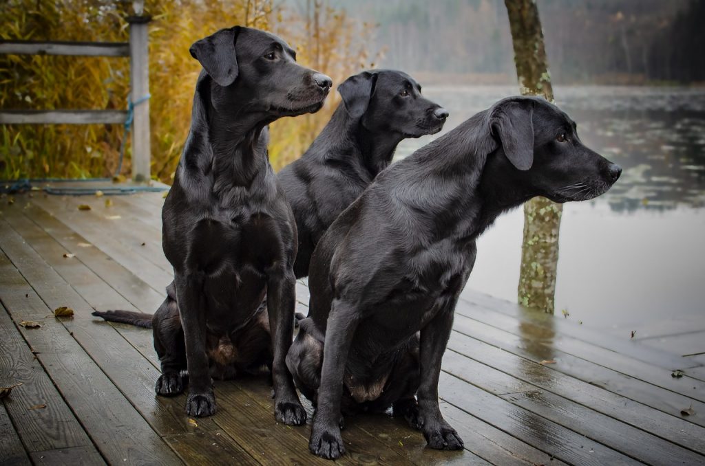 three black labrador retrievers on a deck in the rain