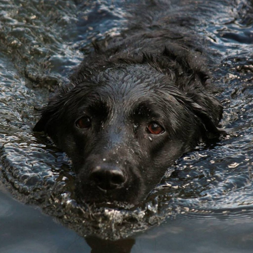 Black labrador retriever swimming