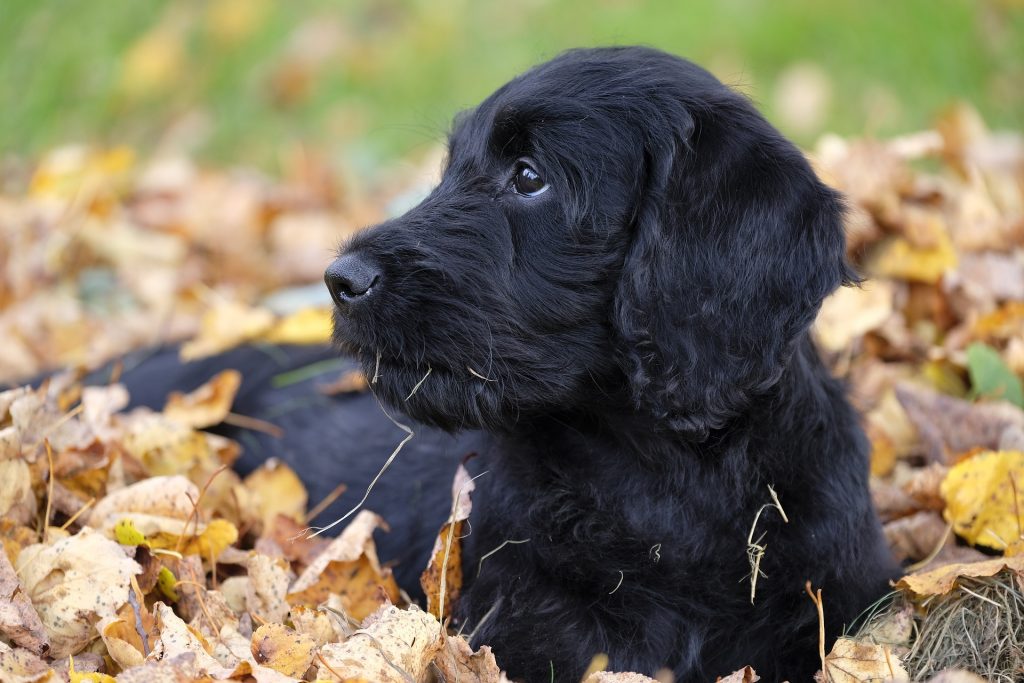 Black labradoodle laying in a pile of leaves