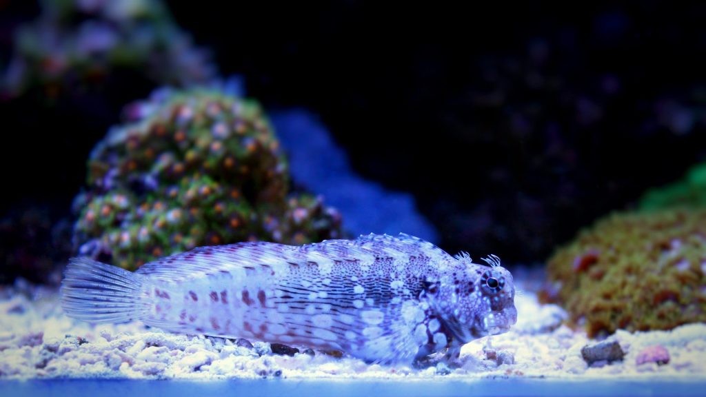 Lawnmower blenny, algae blenny, resting on the sand in a reef tank