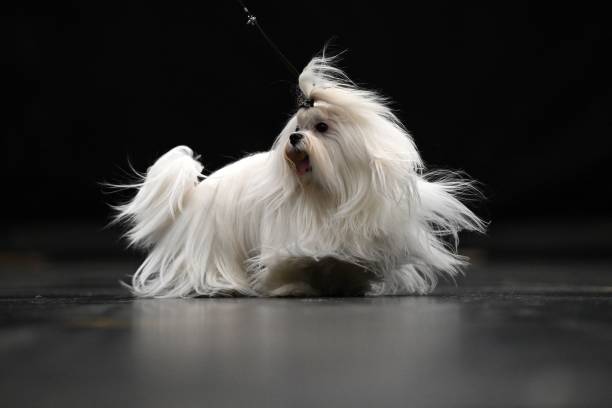 A Maltese dog walks through an exhibition hall on the final day of the Crufts dog show at the National Exhibition Centre in Birmingham, central England, on March 12, 2023.