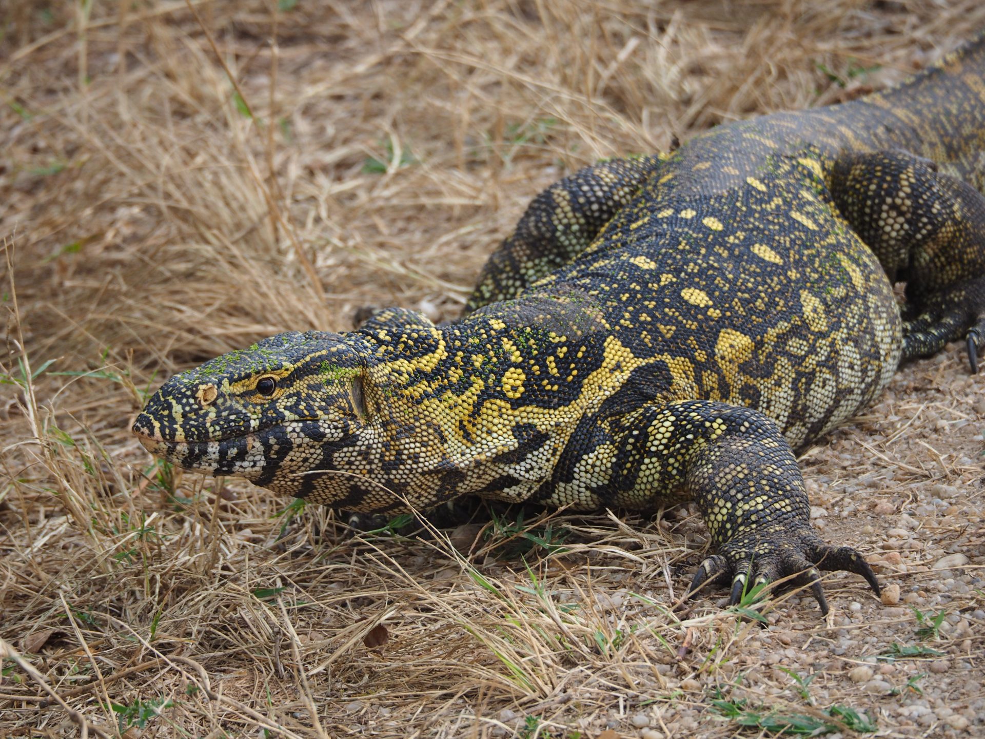 Nile Monitor crawling along dry grass