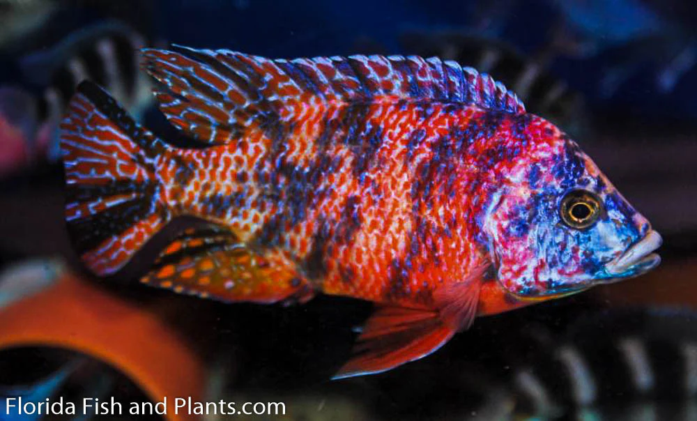 Extremely bright and colorful OB Peacock Cichlid