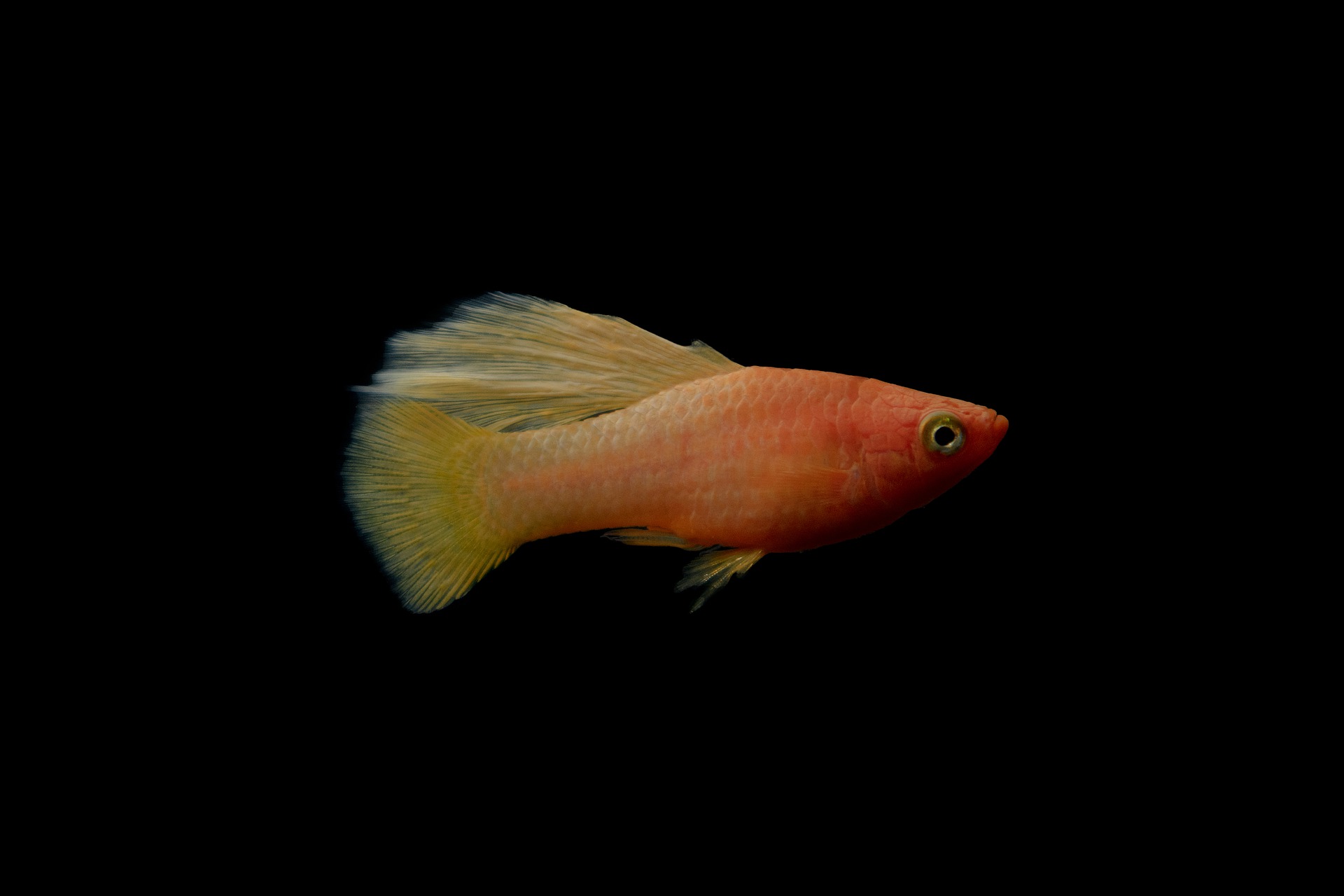 Platy Fish side profile black background