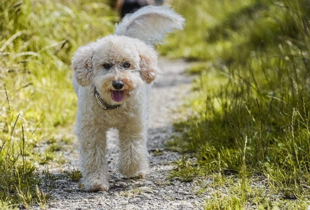 young poodle walking along a path tall grass on either side