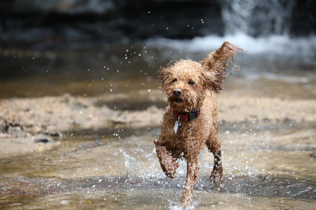 Poodle splashing through water