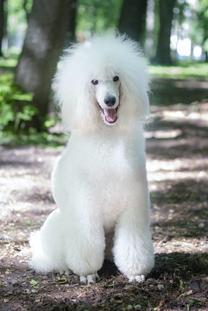 White Poodle with fluffy coat sitting for the camera on a dirt path