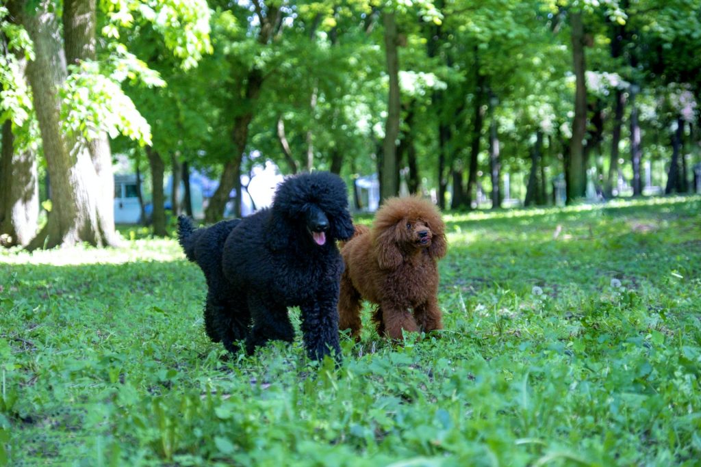 black and brown poodles playing together