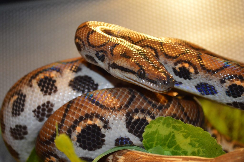 Rainbow boa in it's enclosure, close up side and face shot