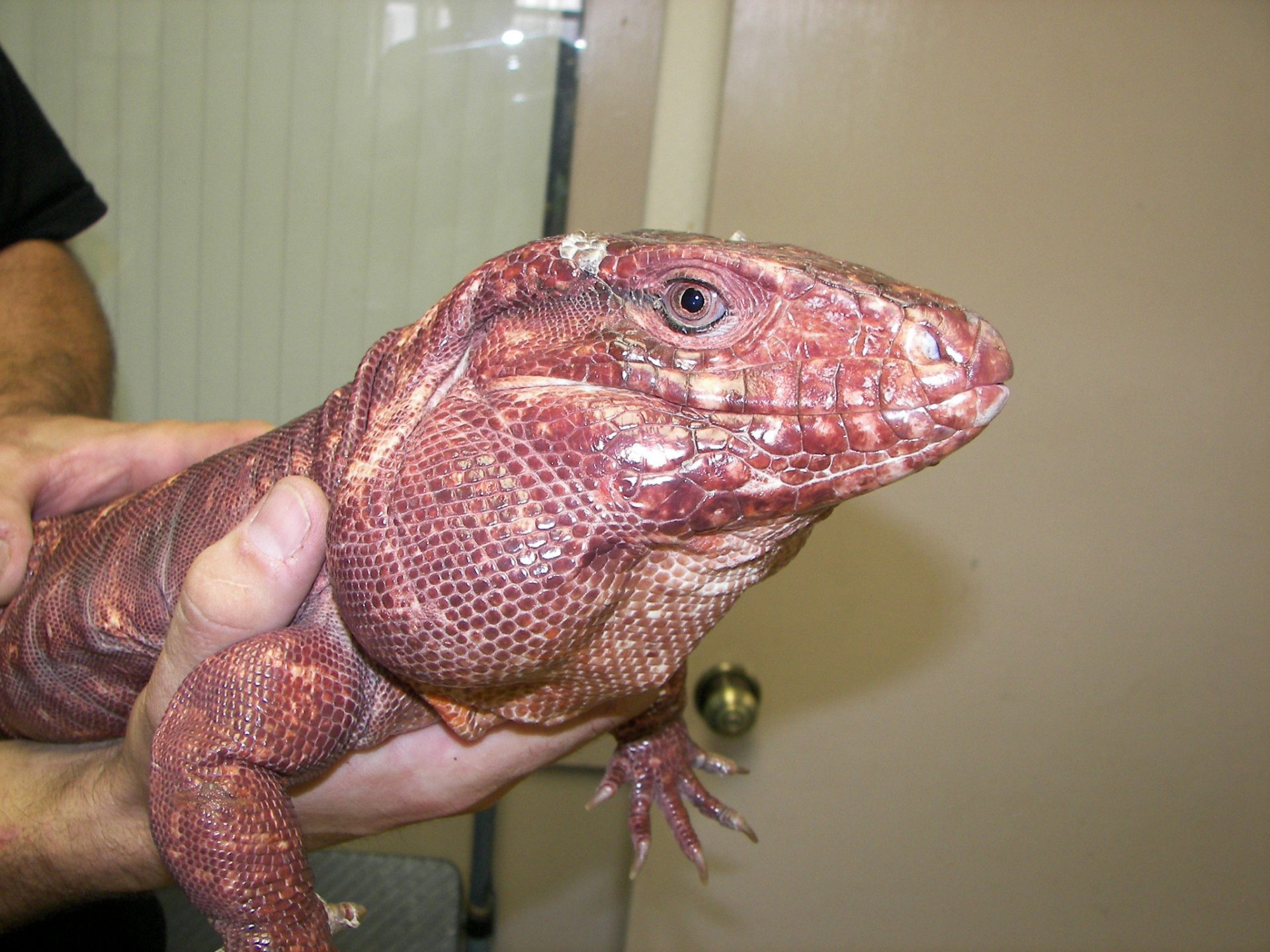 Captive Red Tegu Lizard