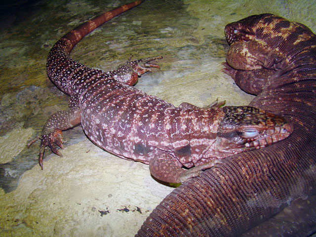 Red Tegu lizards at the Buenos Aires zoo.