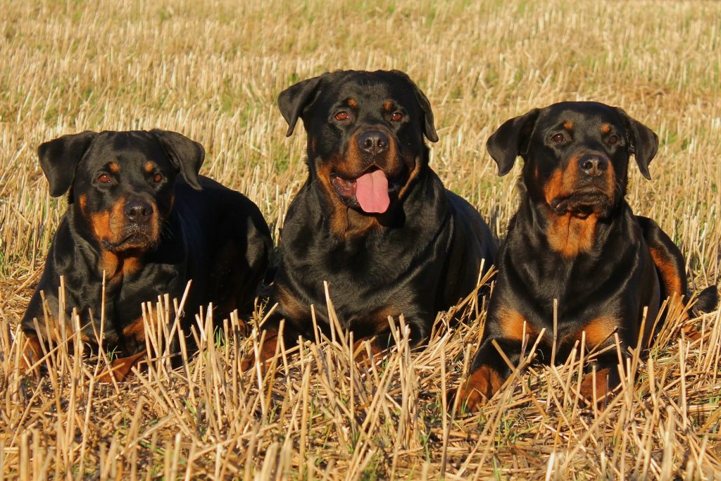 three Rottweilers laying in a field with different facial expressions