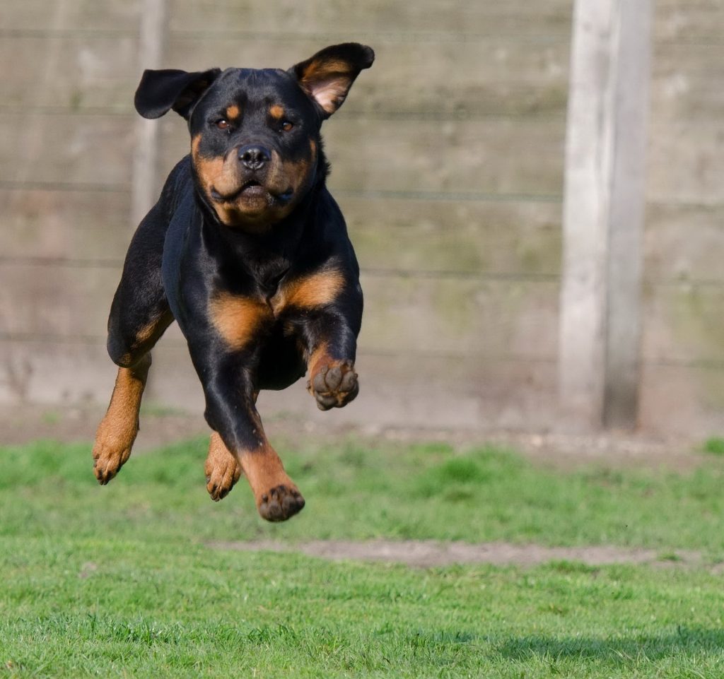Rottweiler puppy running toward the camera with big floppy ears