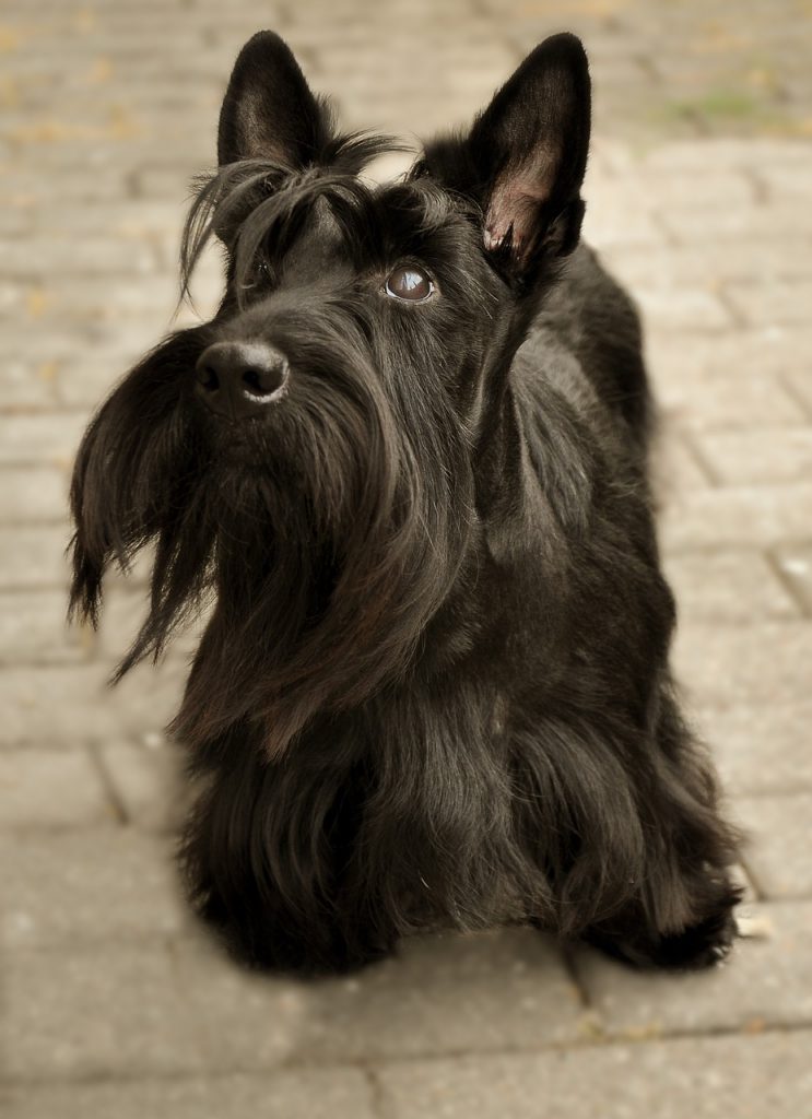 well groomed scottish terrier with a brilliant beard