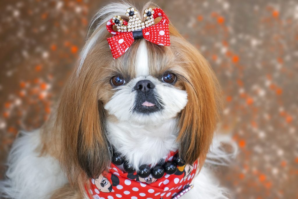 Shih Tzu groomed and styled with a bow