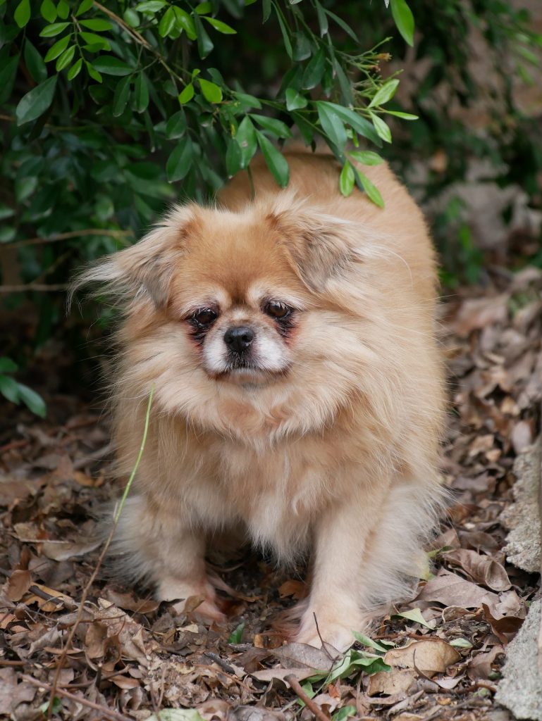 Tibetan Spaniel in the woods on a bed of leaves