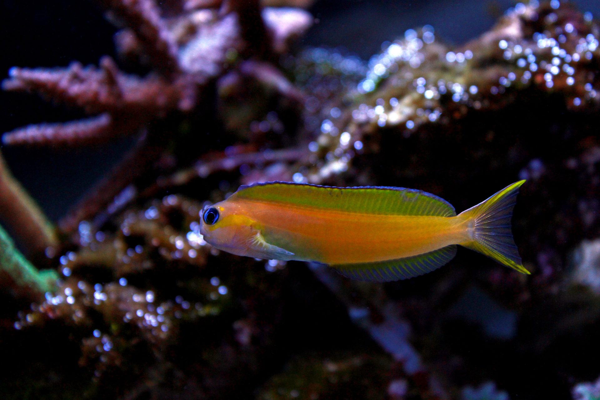 Midas blenny yellow and gold fish side profile swimming in a reef aquarium