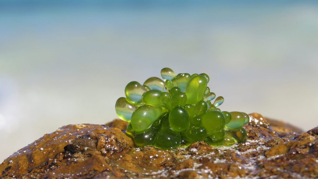 Green Bubble Algae cluster