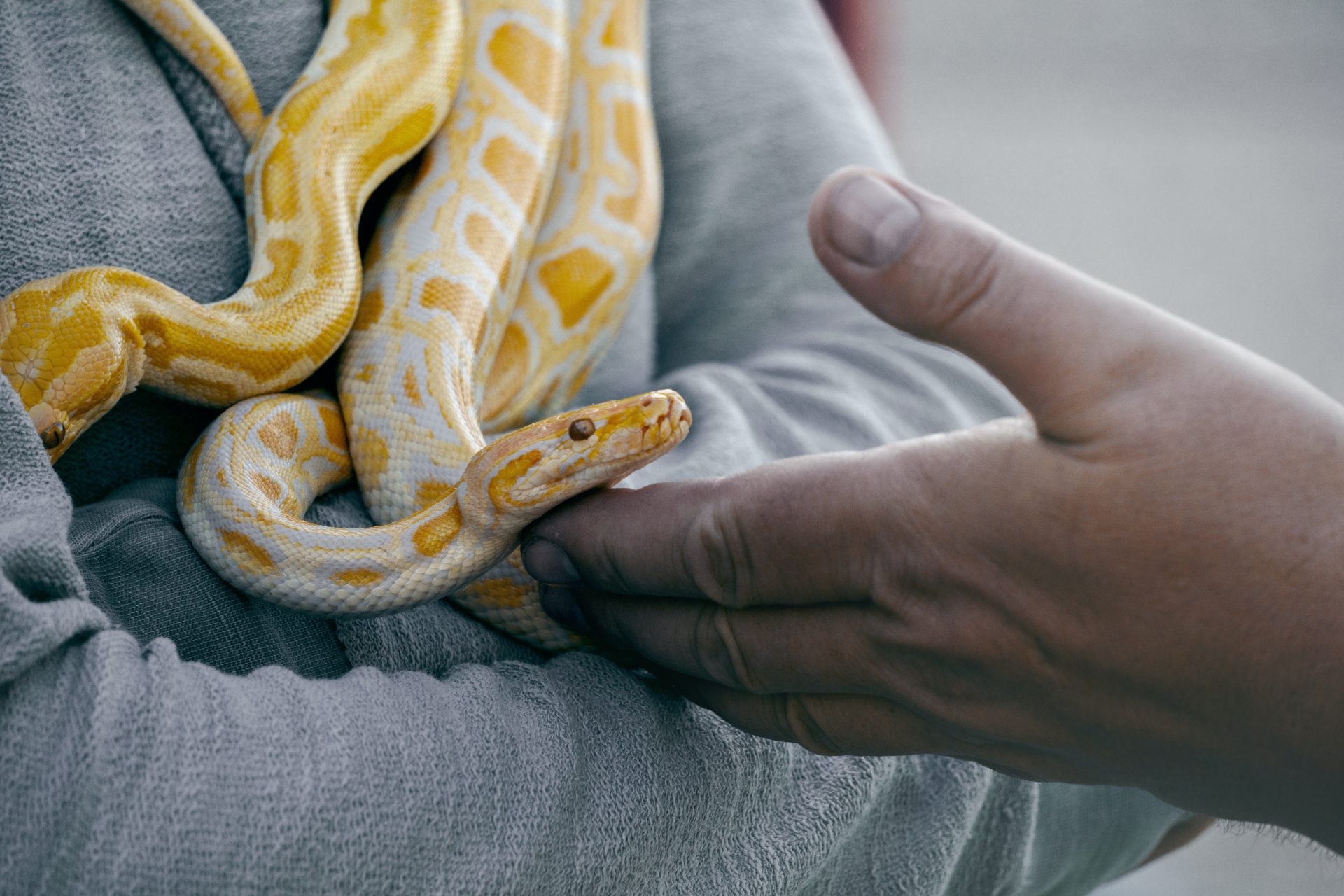 Albino burmese python baby being handled