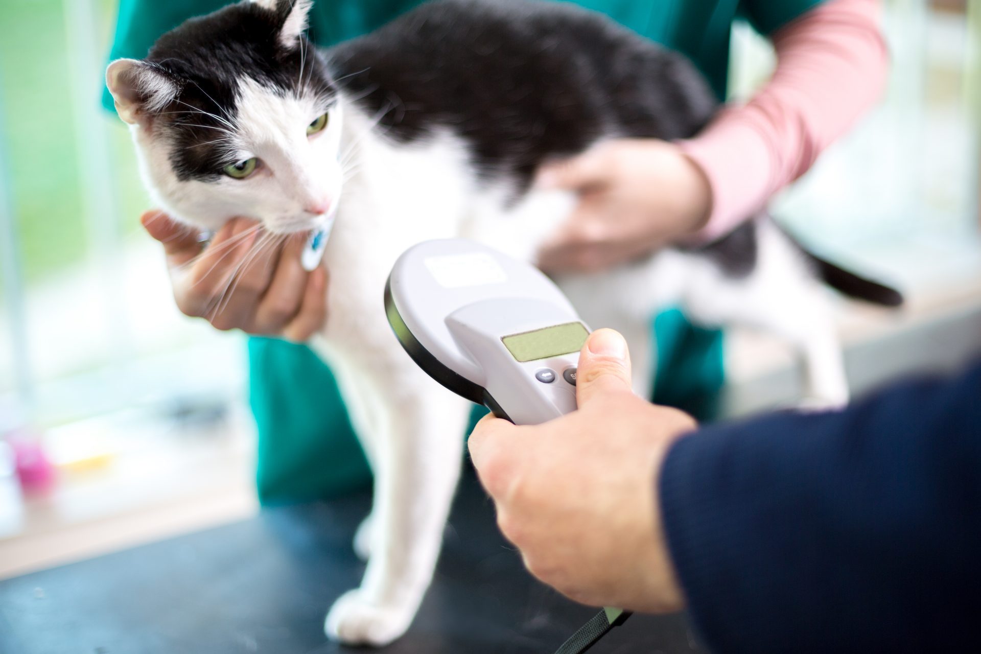 update your cats microchip featured image, veterinarian scanning a cats microchip image