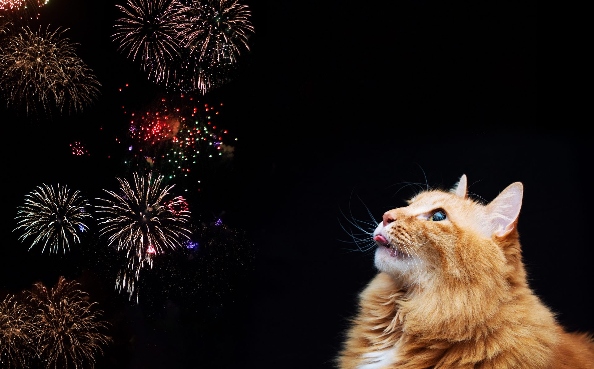 are cats afraid of fireworks? cat watching fireworks black background image