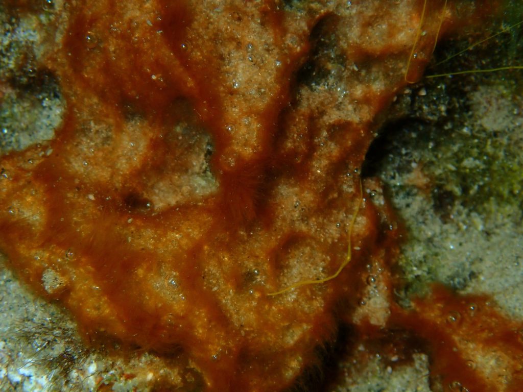 red slime cyano, cyanobacteria