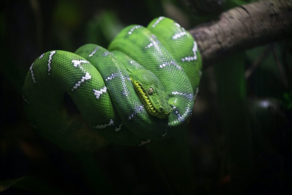 Emerald tree boa