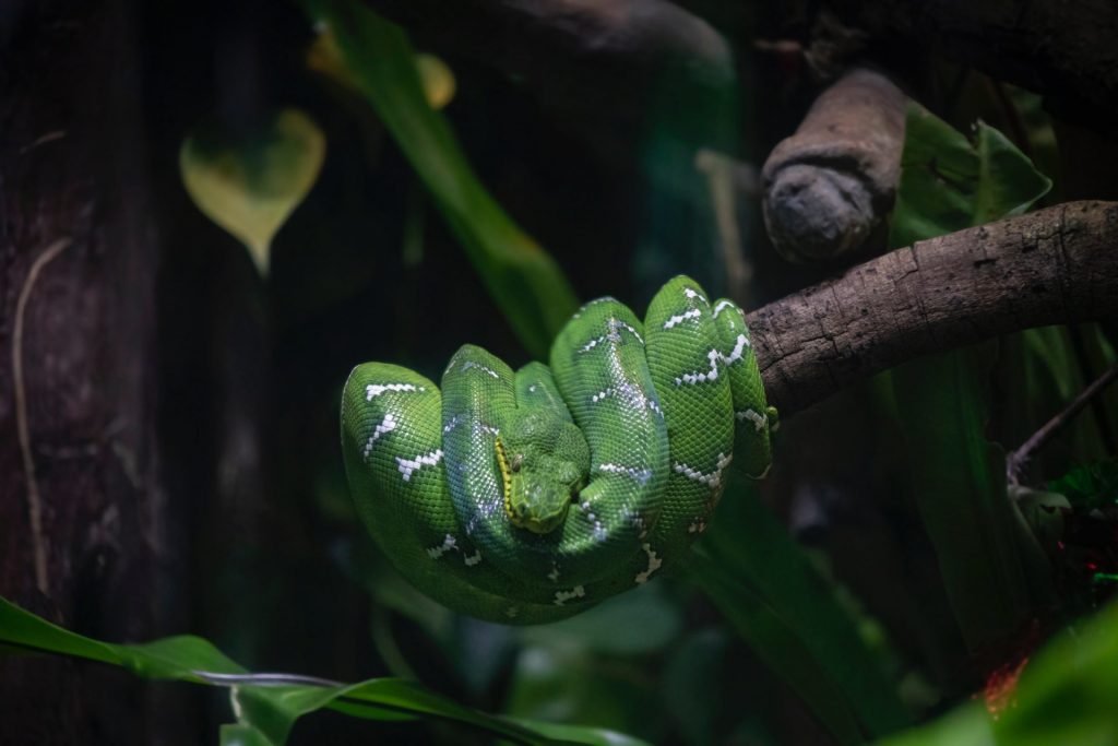 Emerald tree boa