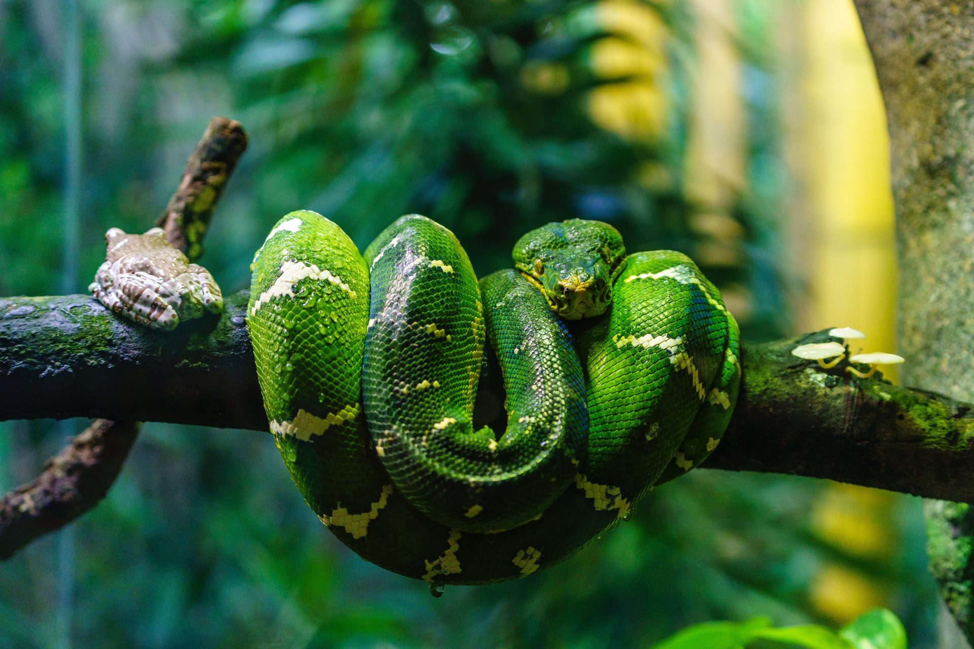 Emerald tree boa