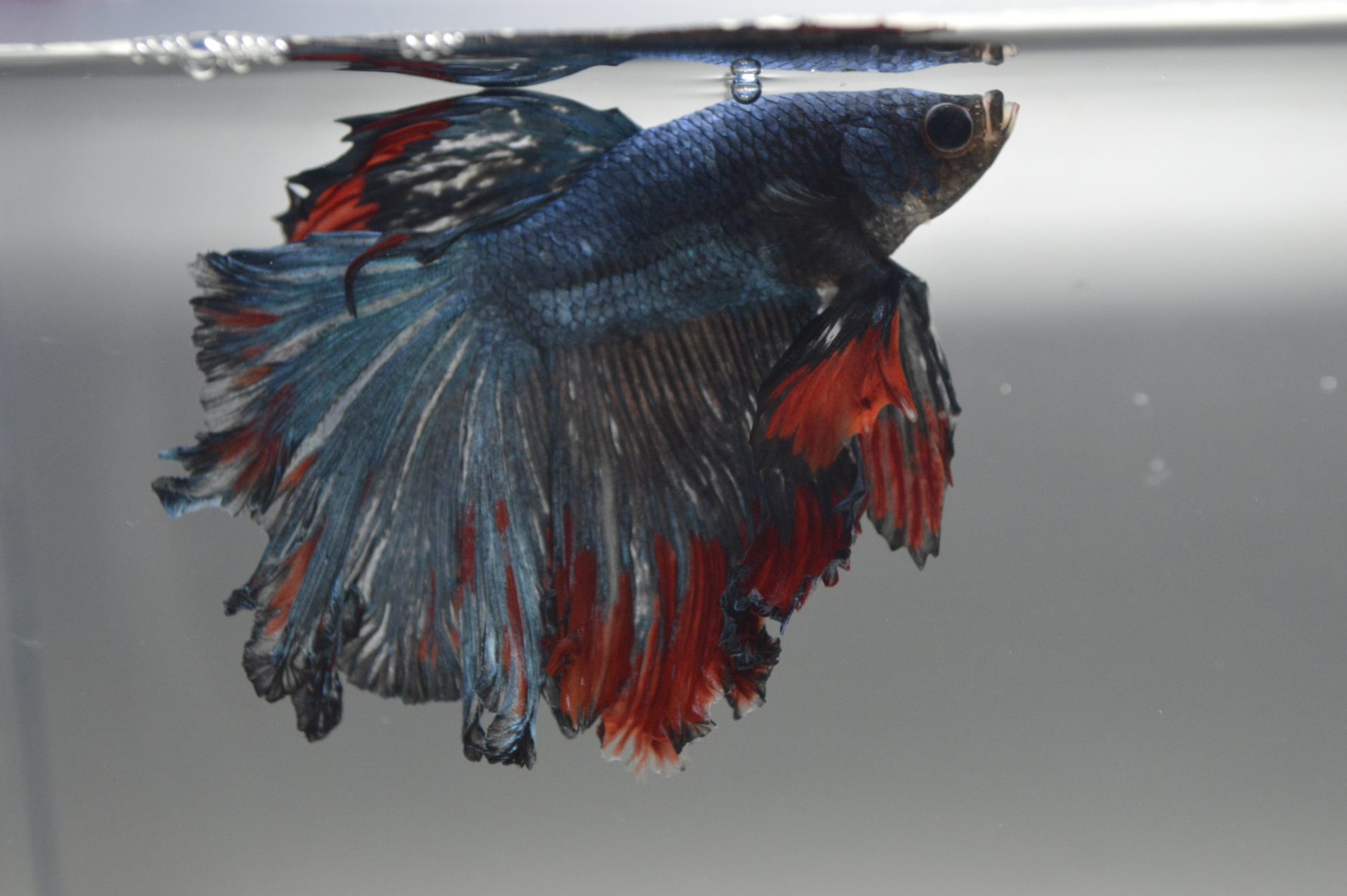 betta fish with fin rot