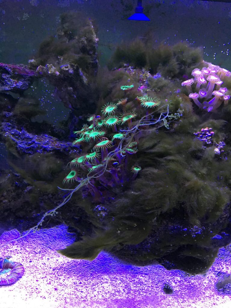 Green Hair Algae GHA in a reef aquarium