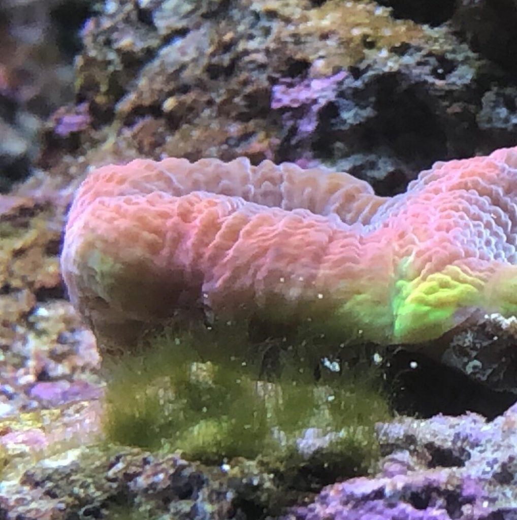 Green Turf algae on a reef rock in front of a rainbow lobophyllia