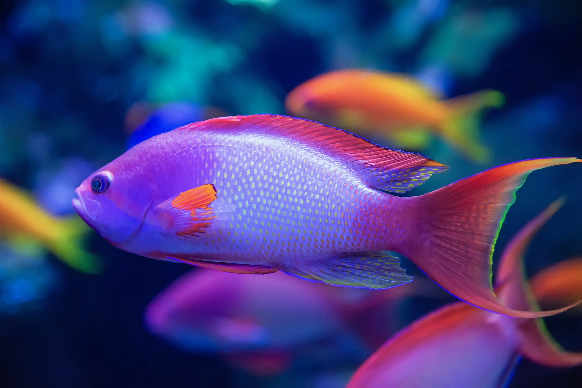 Male Lyretail Anthias, red and pink body with yellow tail
