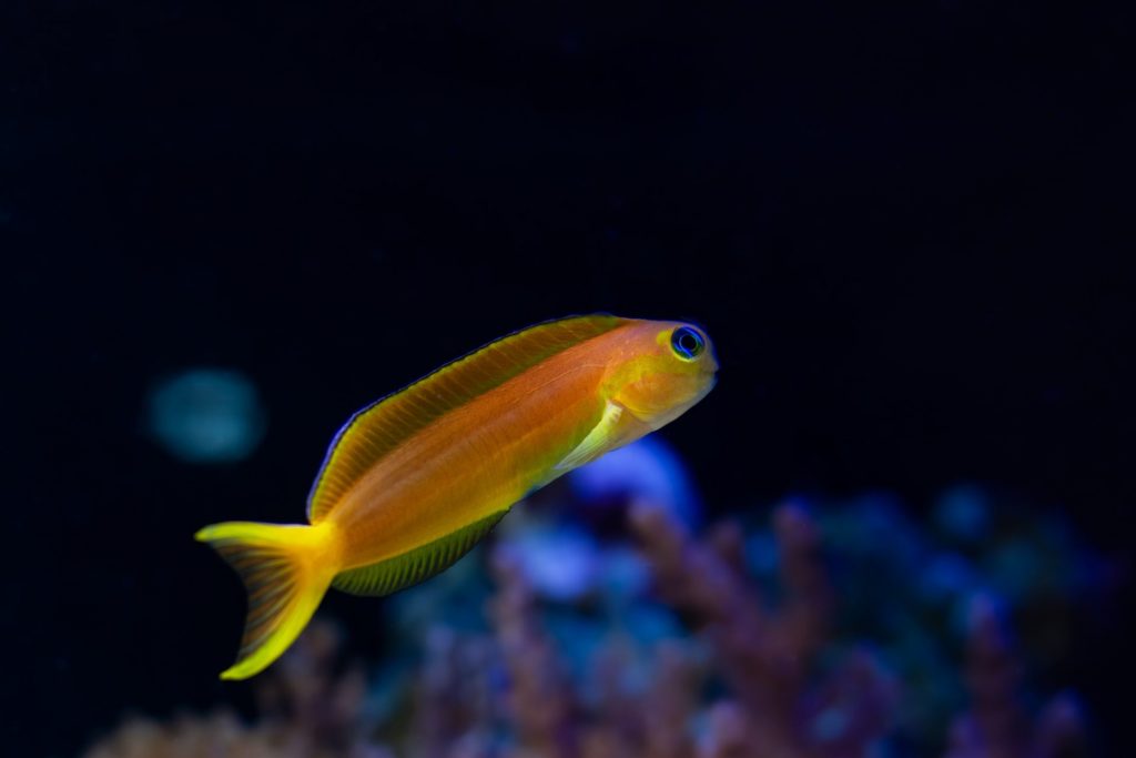 Midas Blenny side profile