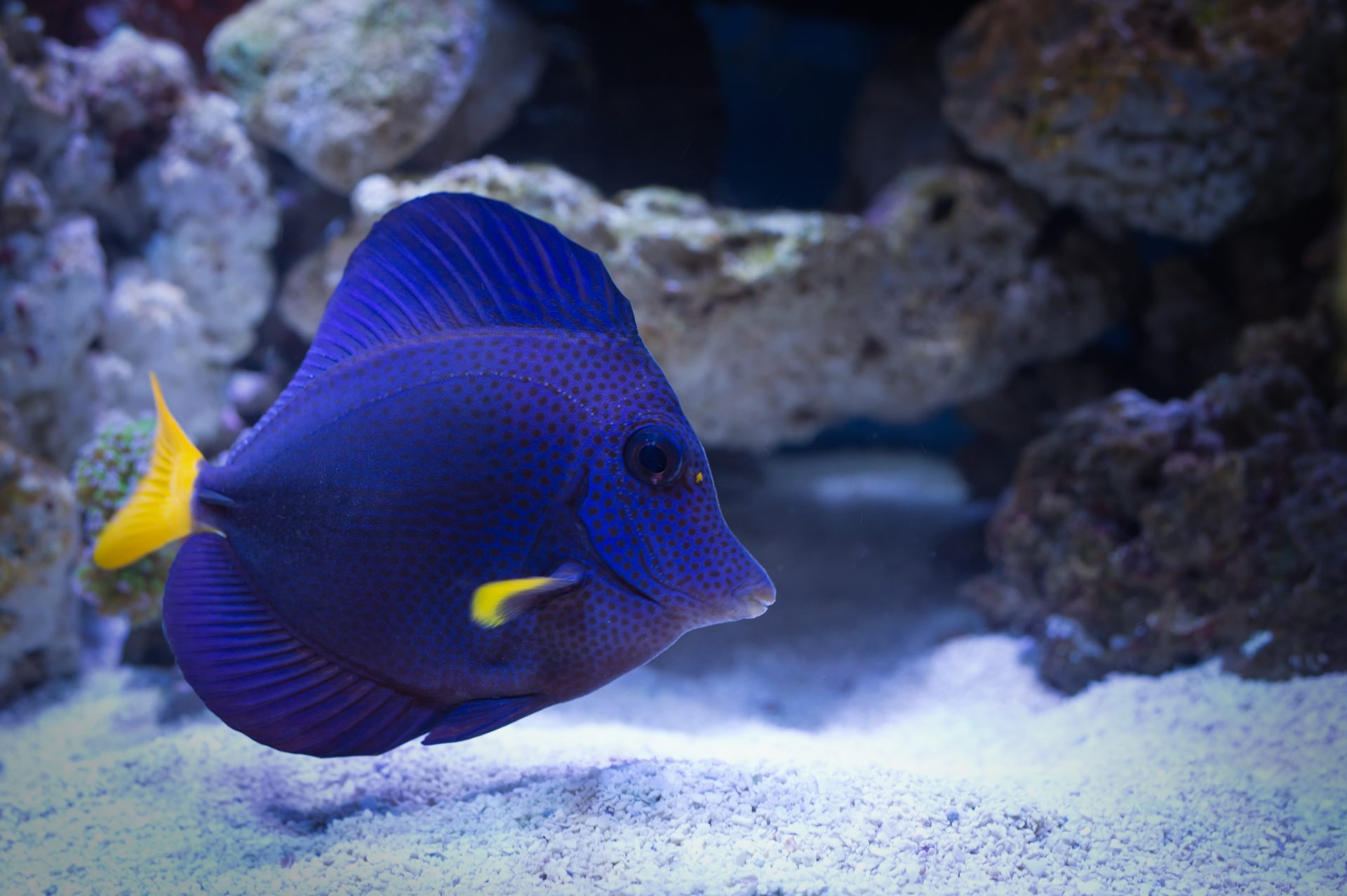 Purple tang side profile under white lights in a reef aquarium