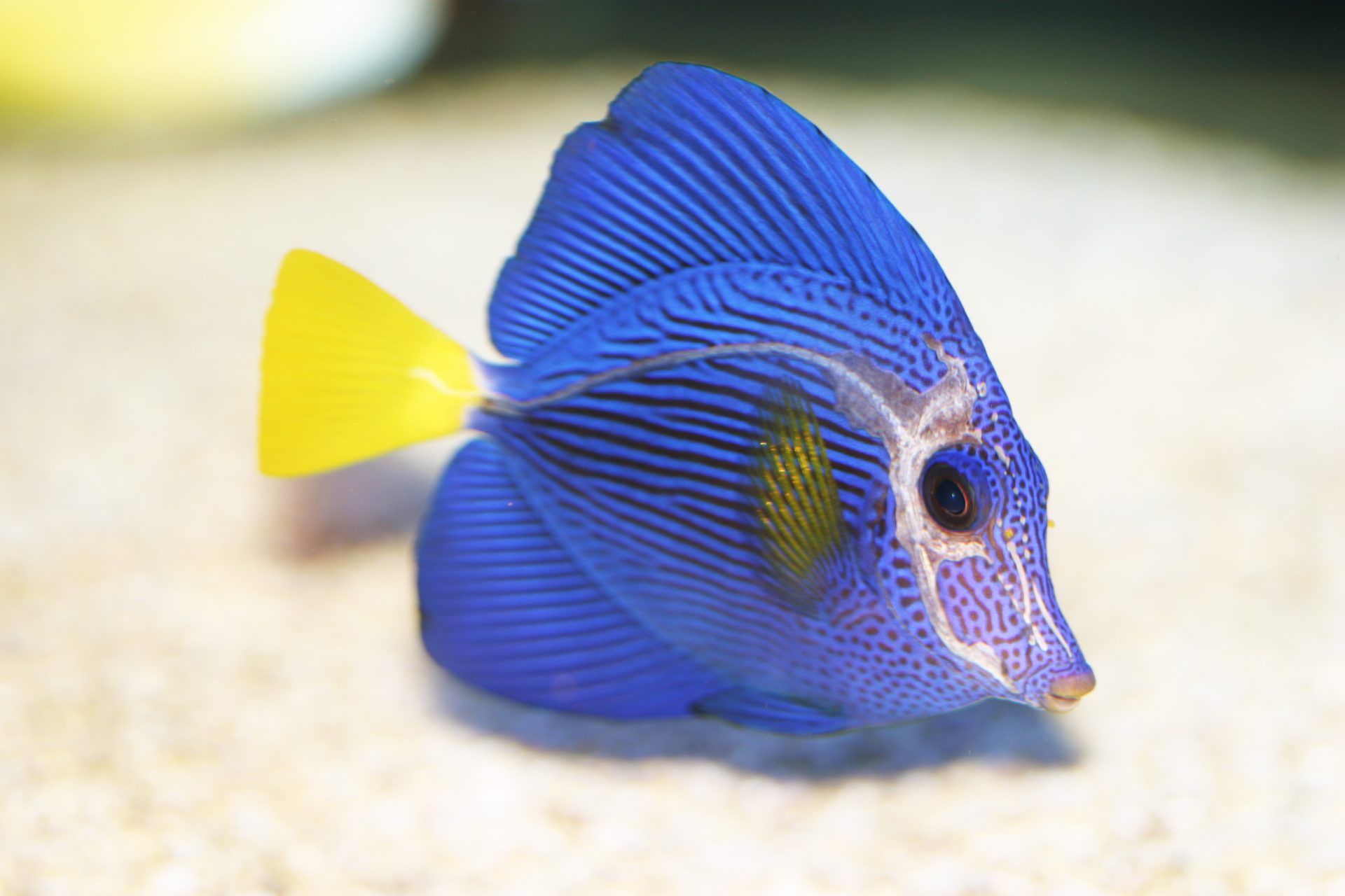 Purple tang with head and lateral line erosion disease (HLLE)