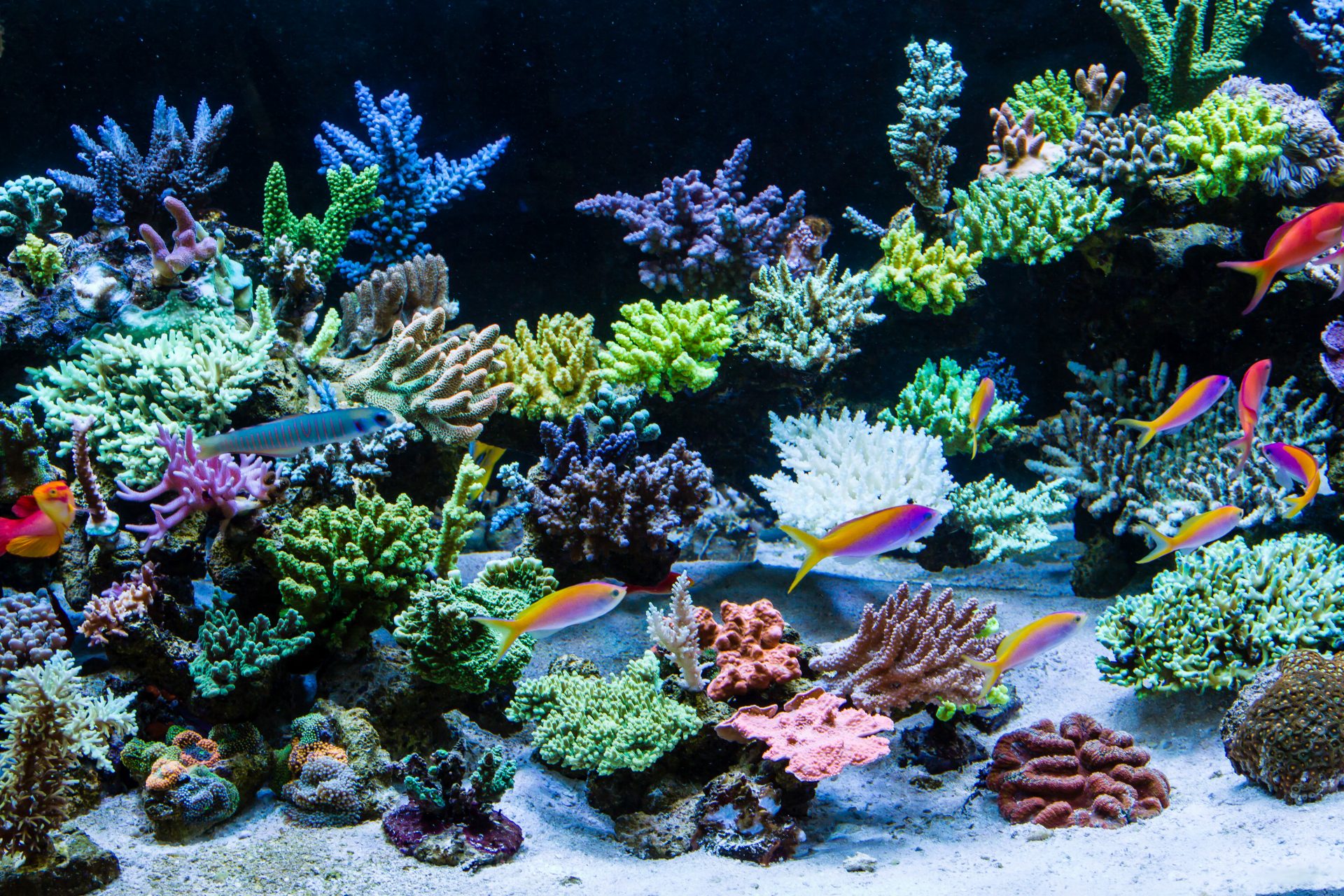 Schools of fish, anthias, reef tank, community tank, best saltwater fish for beginners.
