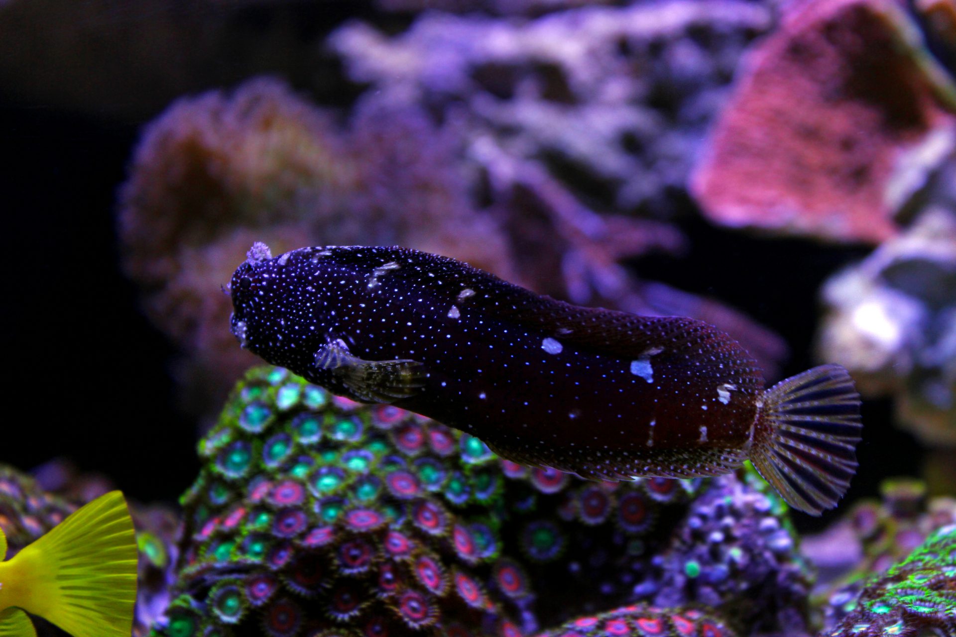 Starry blenny swimming through a reef tank with zoas and other coral in the background