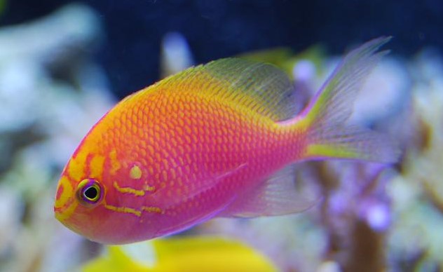 Sunburst Anthias side profile