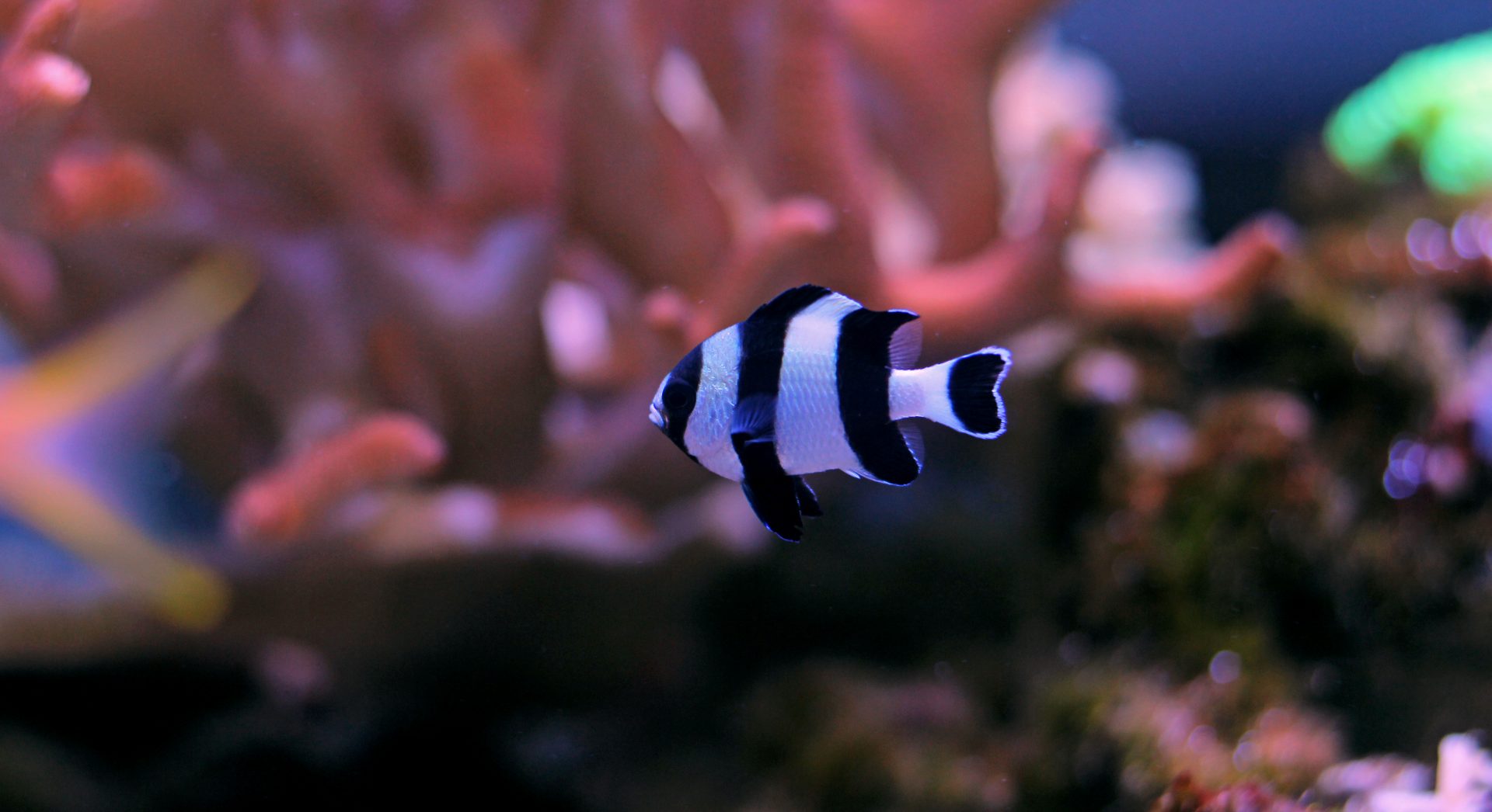 three stripe damsel side profile in front of coral
