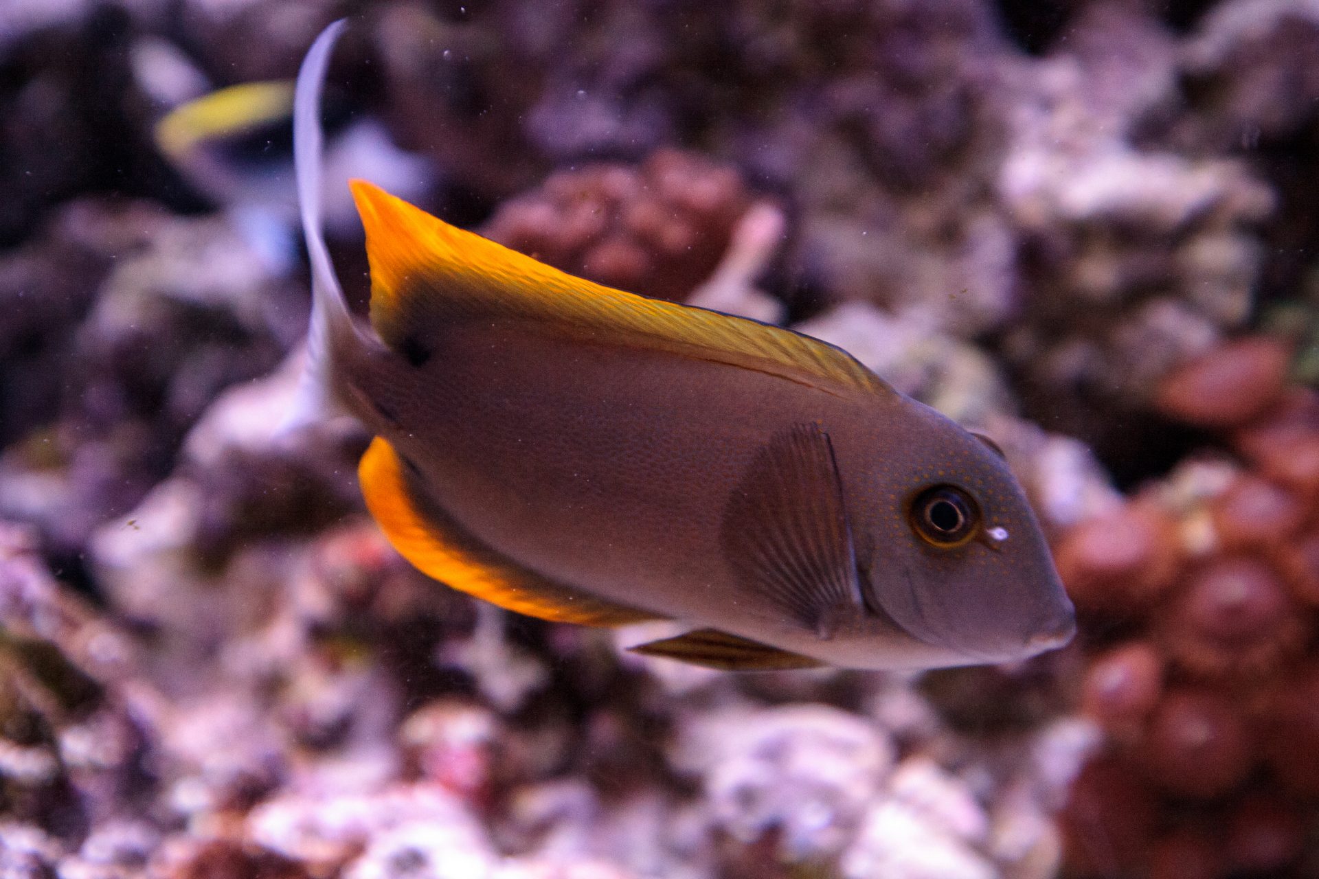 tomini tang, bristletooth tang, flame fin tang, under white lights in a reef aquarium