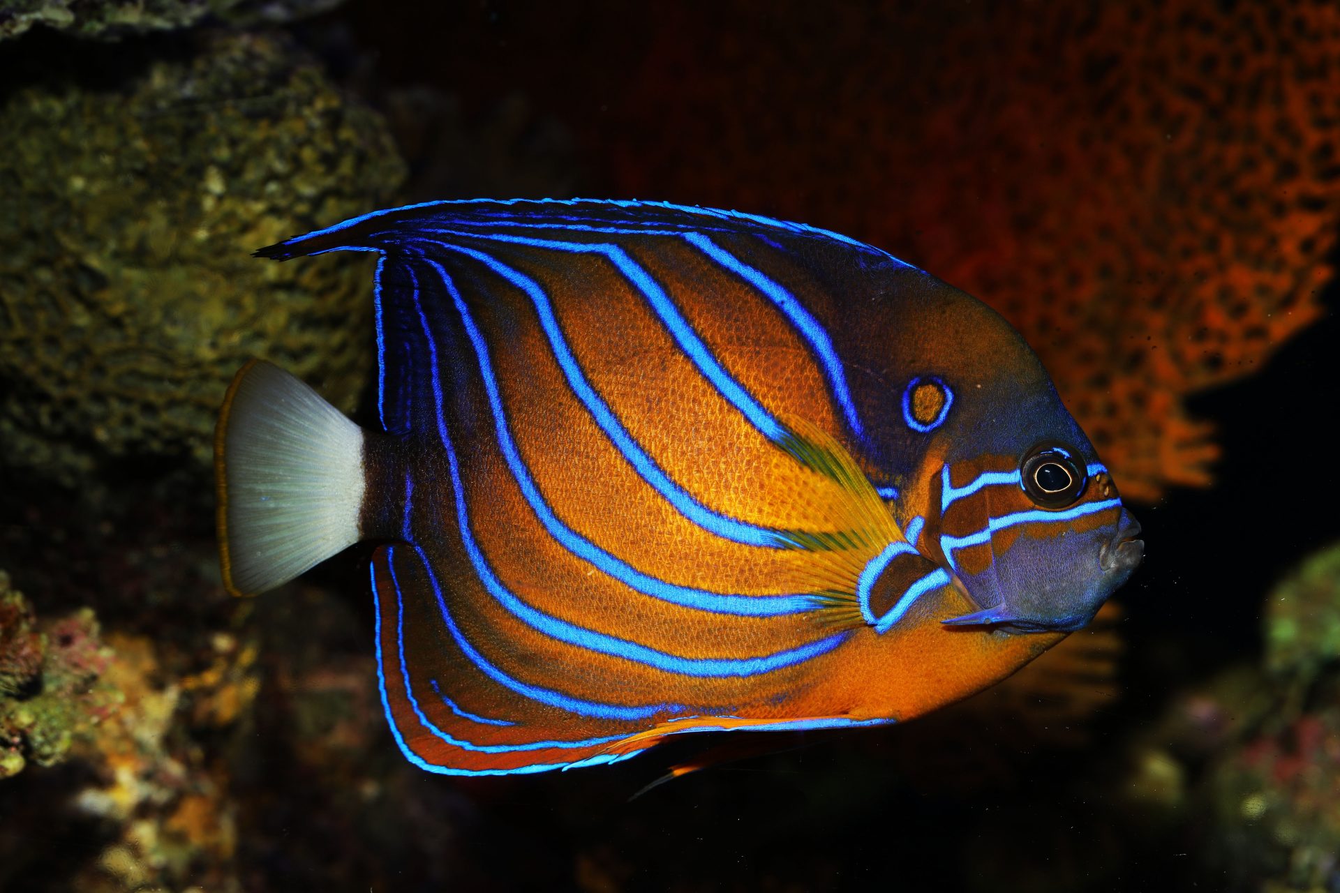 Blue Ring Angelfish Pomacanthus annularis