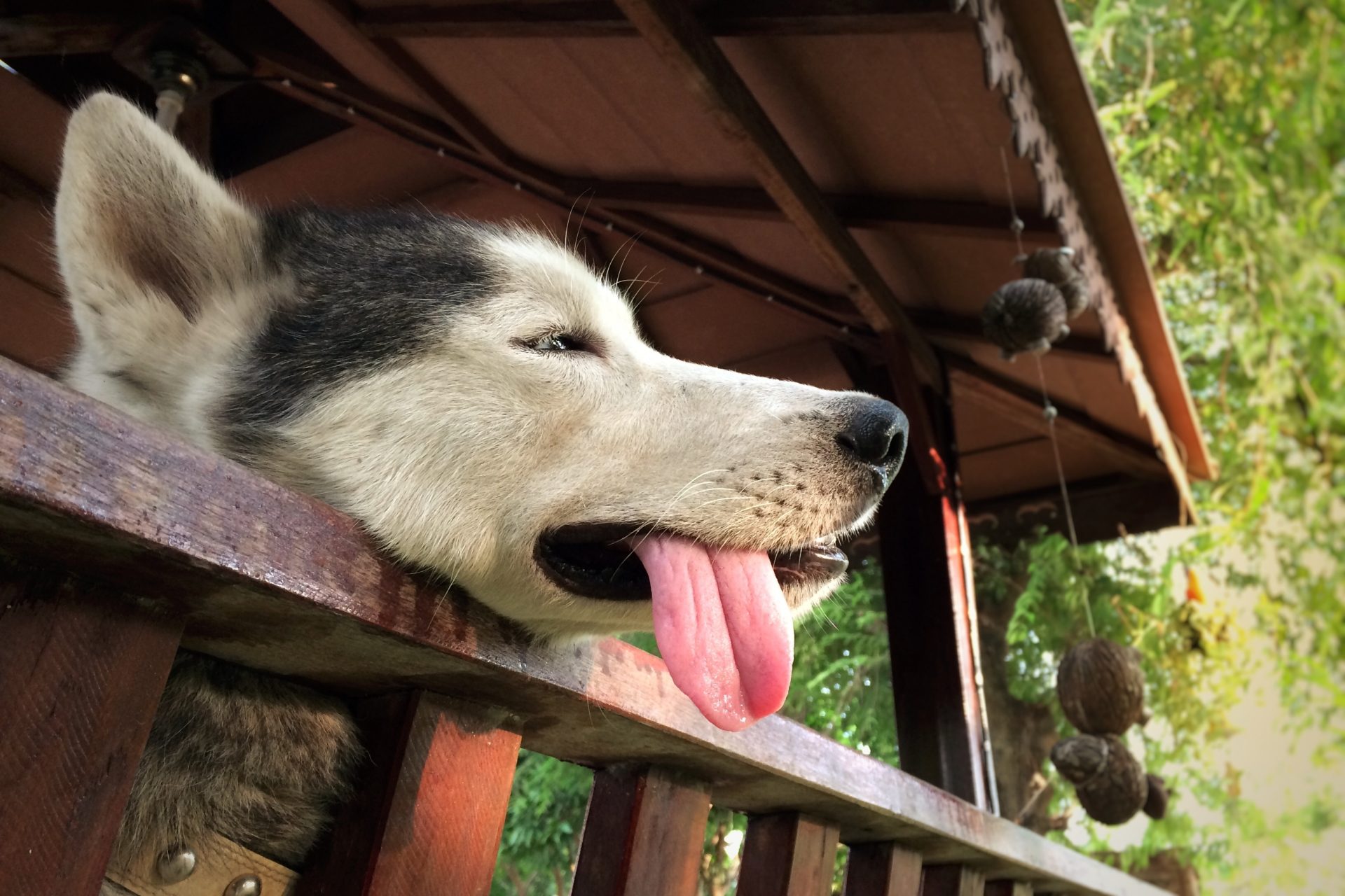 Husky panting outside from the heat. Heat stroke in dogs article featured image