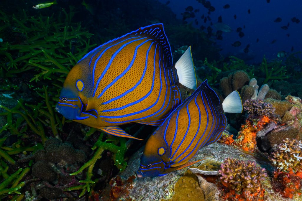 Pair of blue ring angelfish swimming in a coral reef (Pomacanthus annularis)