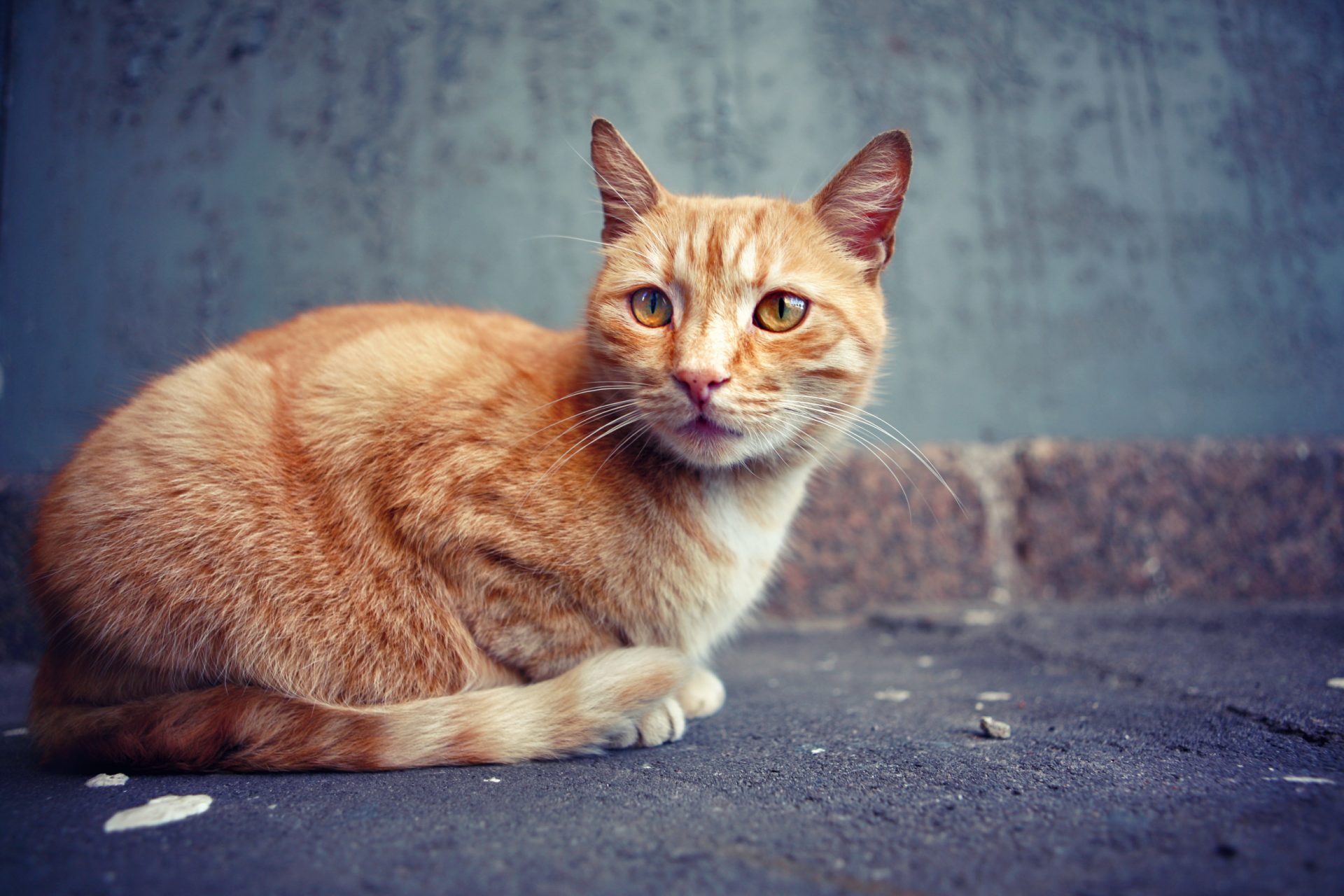 Stray cat crouched low to the ground