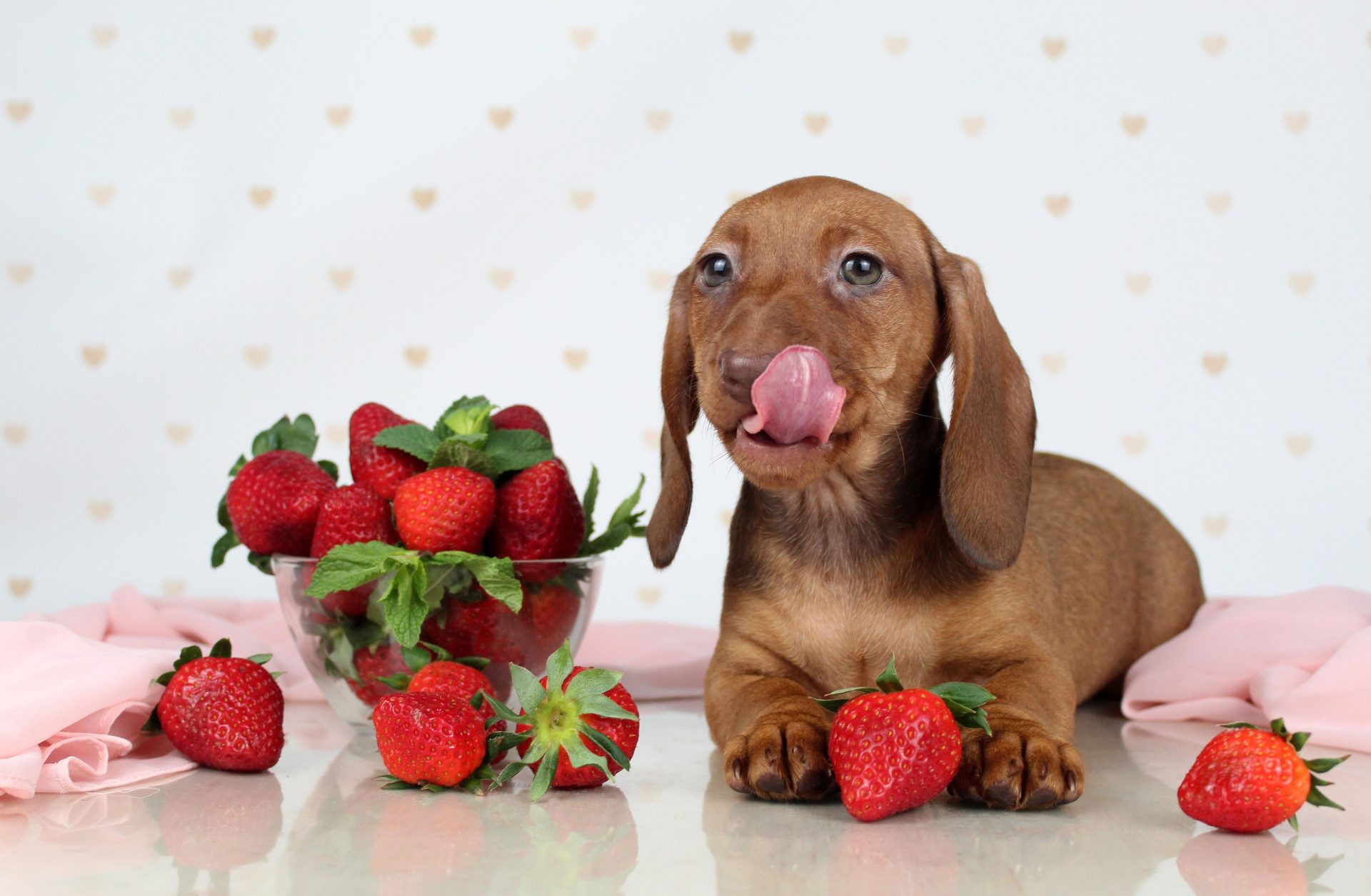 Dachshund dog licking his lips sitting with a bowl of strawberries
