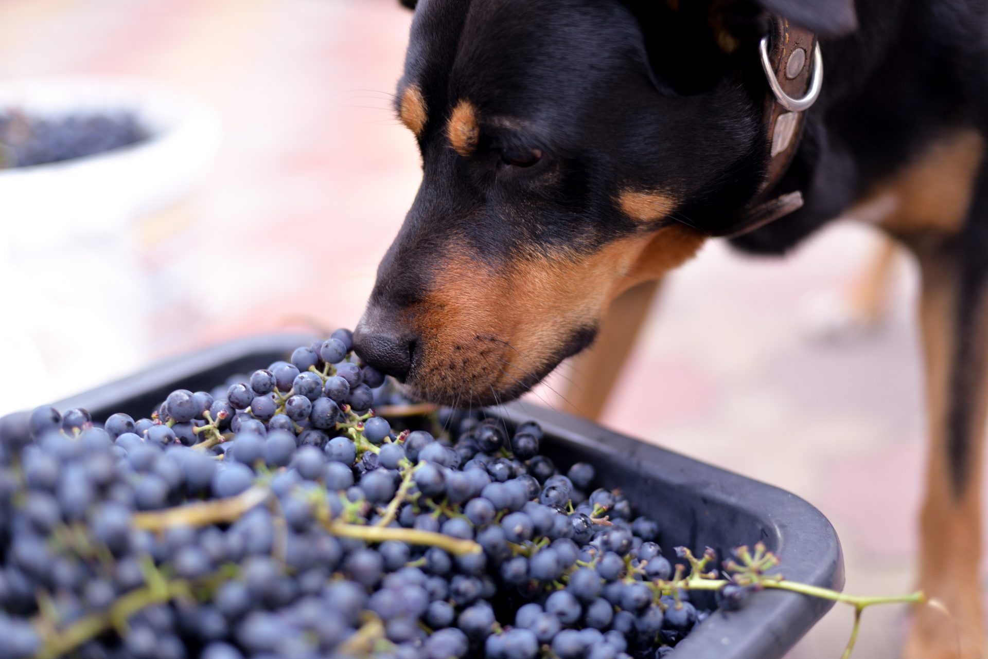Dog curiously investigating a large pile of grapes