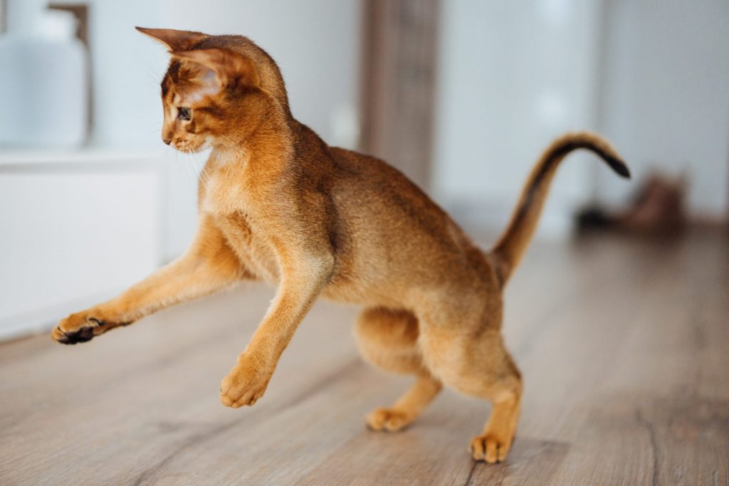 Abyssinian cat jumping around playing in the living room