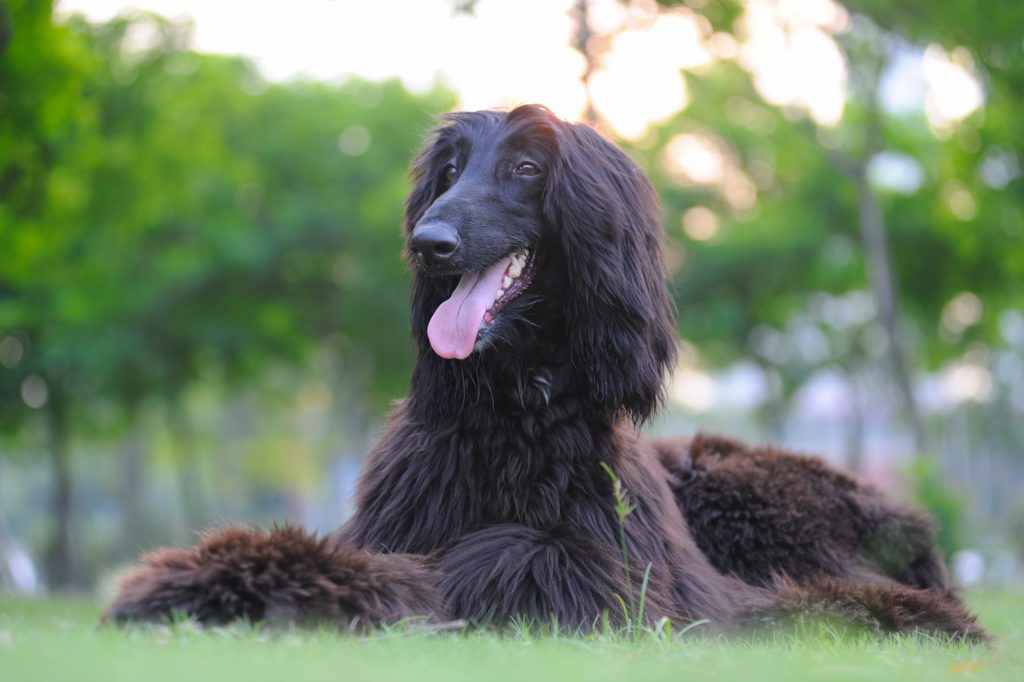 Afaird dog breed profile photo afghan hound with briard dog mix