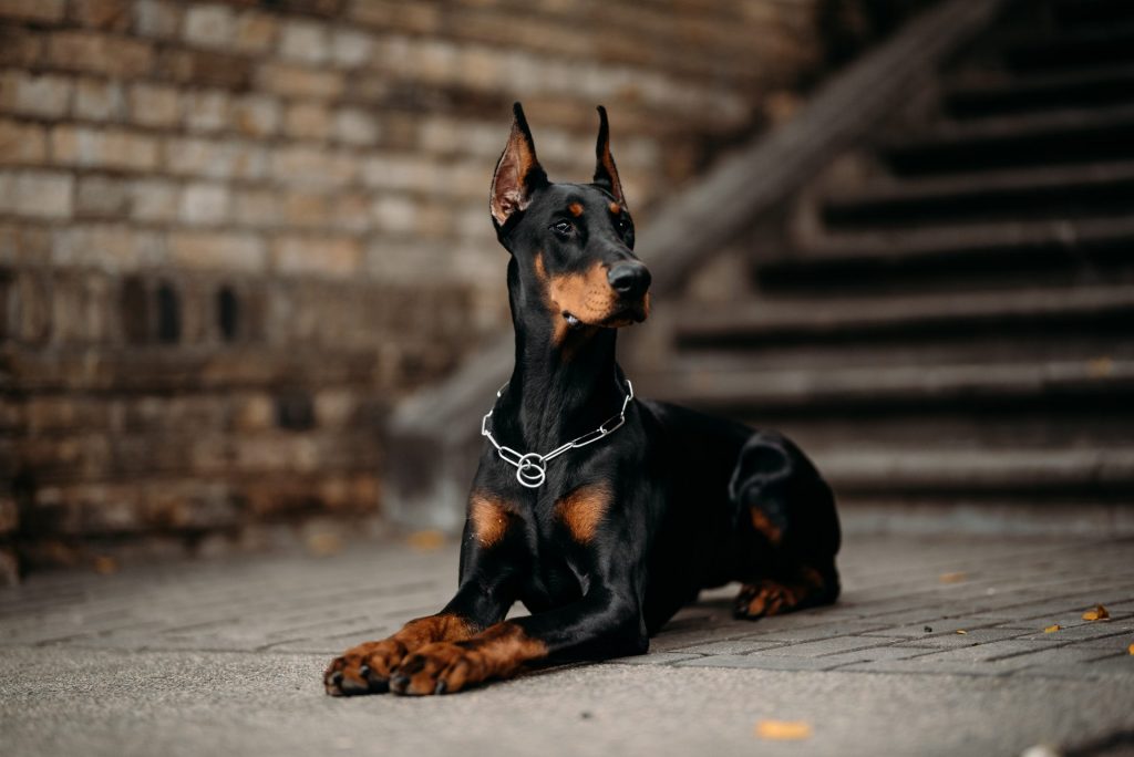 Sleek Doberman Pinscher lying at the bottom of concrete stairs looking at something that caught his attention. Professional photo